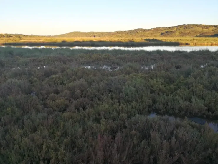 Extensa colonia de salicornia a orillas del Estero del Dique, Ayamonte, Huelva