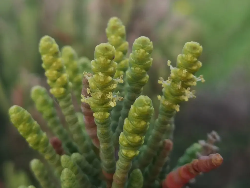 Flores de Salicornia