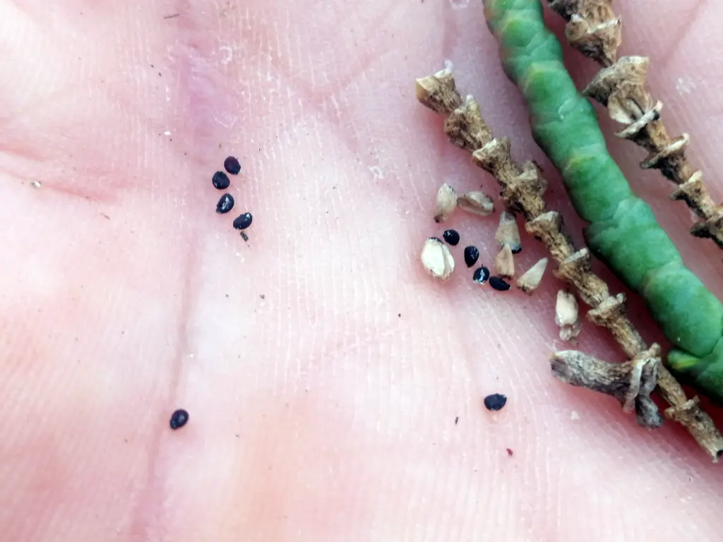 Semillas de salicornia