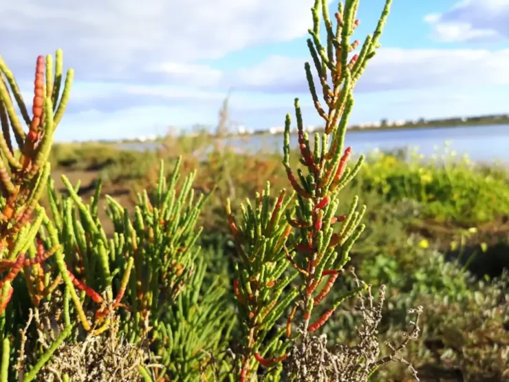Tallos verticales de salicornia con ramas creciendo en ángulo