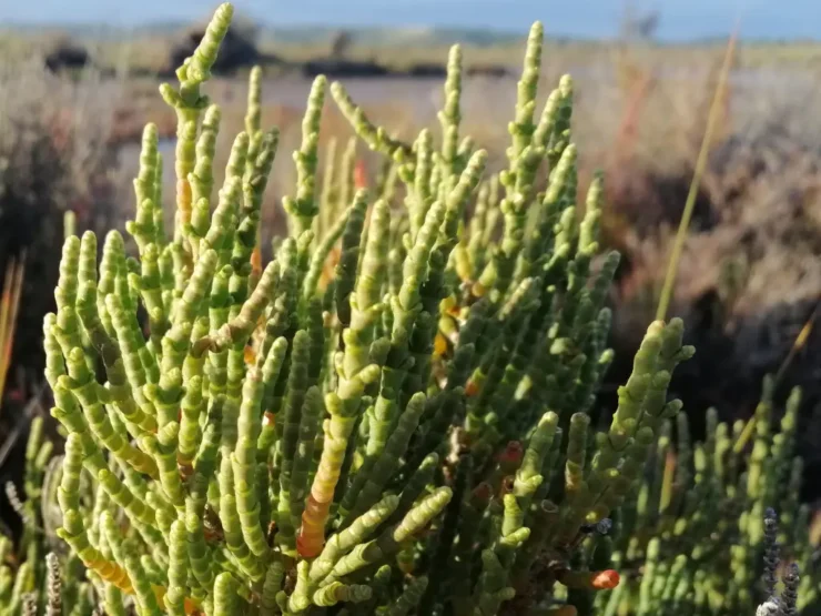 Vista general de un ejemplar de Salicornia