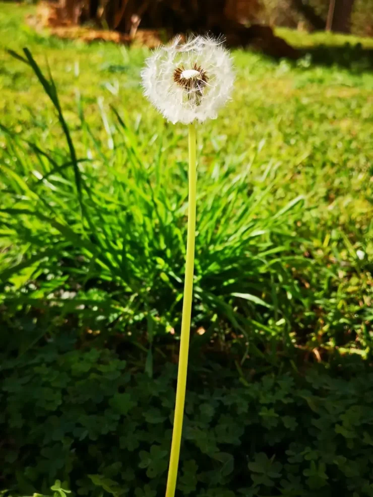 Tallo esbelto de diente de león (Taraxacum officinale) con aquenios dispersos en un jardín