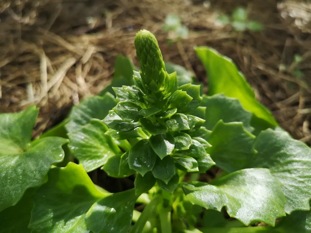 Tallo floral de ombligo de Venus emergiendo, con pequeños brotes que anuncian la futura floración