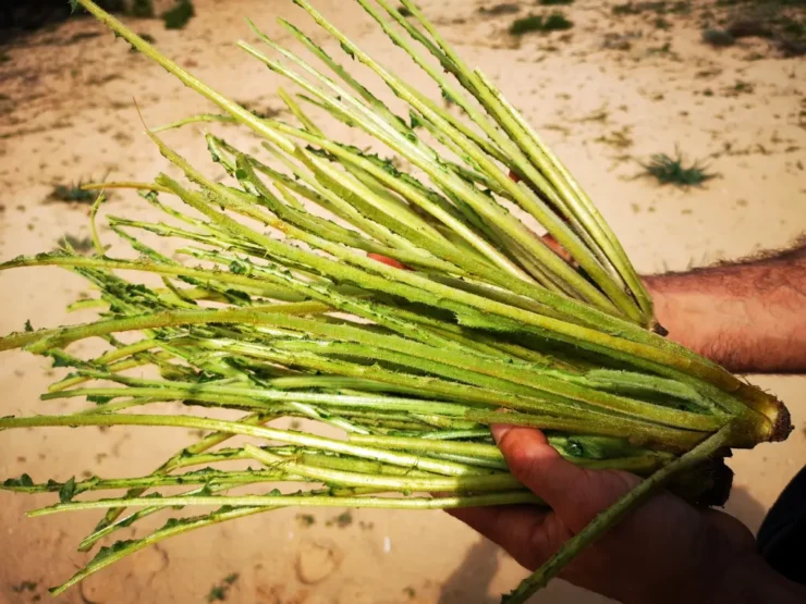 Pencas de Tagarnina limpias y listas para su uso en cocina, mostrando su característico color verde y forma alargada