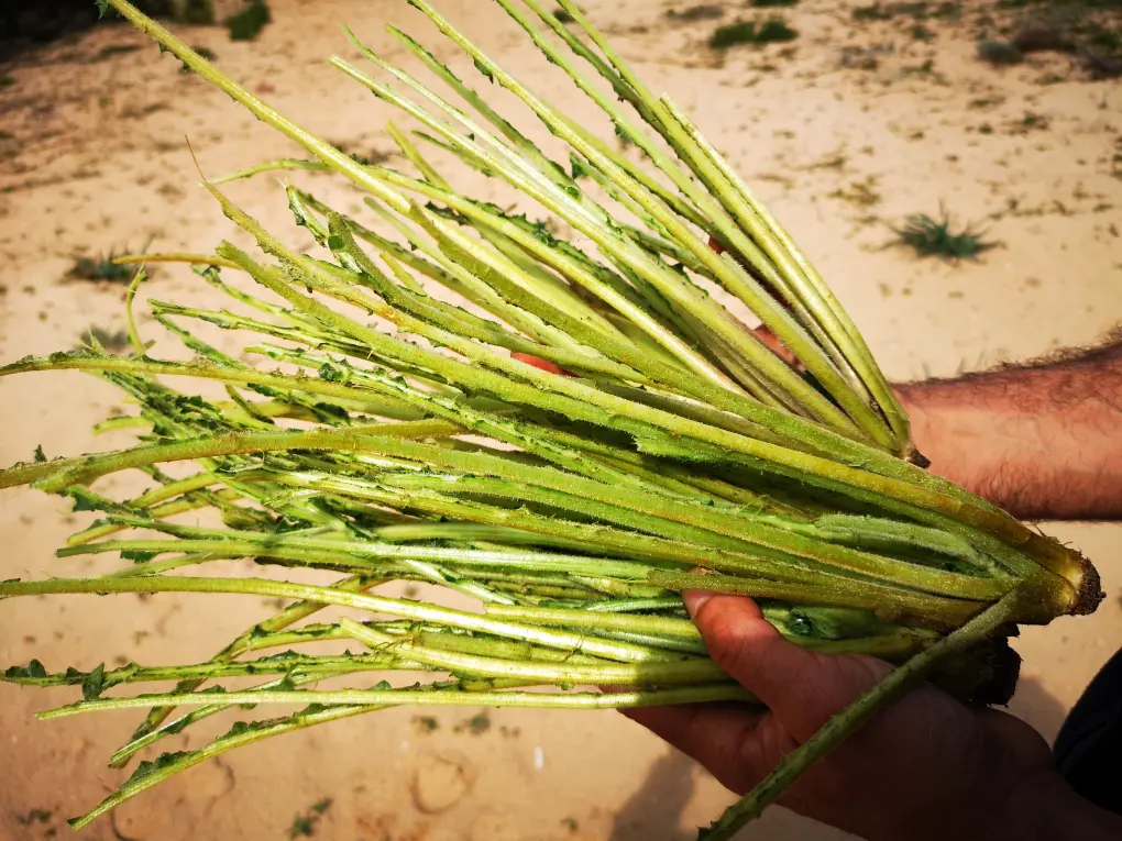 Pencas de Tagarnina limpias y listas para su uso en cocina, mostrando su característico color verde y forma alargada