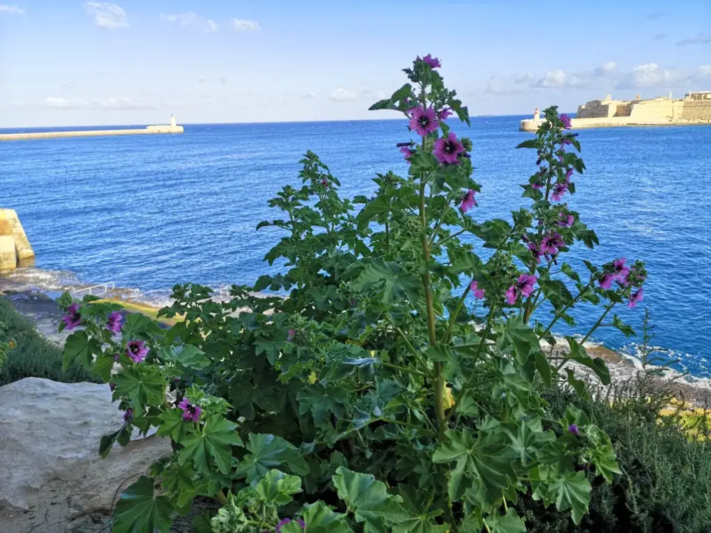 Planta completa de malva arbórea en flor, con el mar Mediterráneo al fondo y cielo despejado