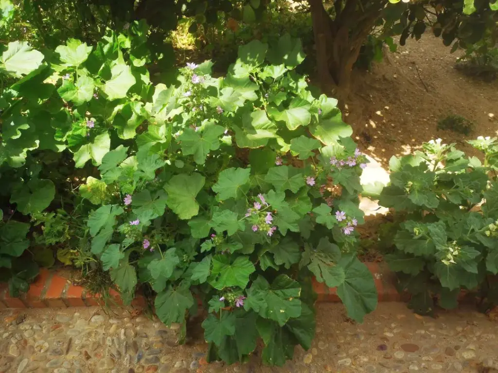 Planta de malva floreciendo, con hojas verdes y flores rosas vibrantes que destacan bajo la luz natural del sol.