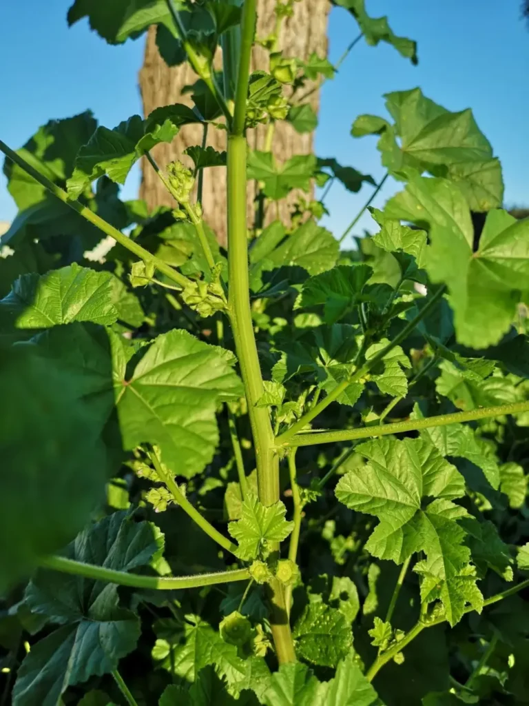 Primer plano detallado del tallo de una planta de malva, resaltando textura, color y forma con claridad.
