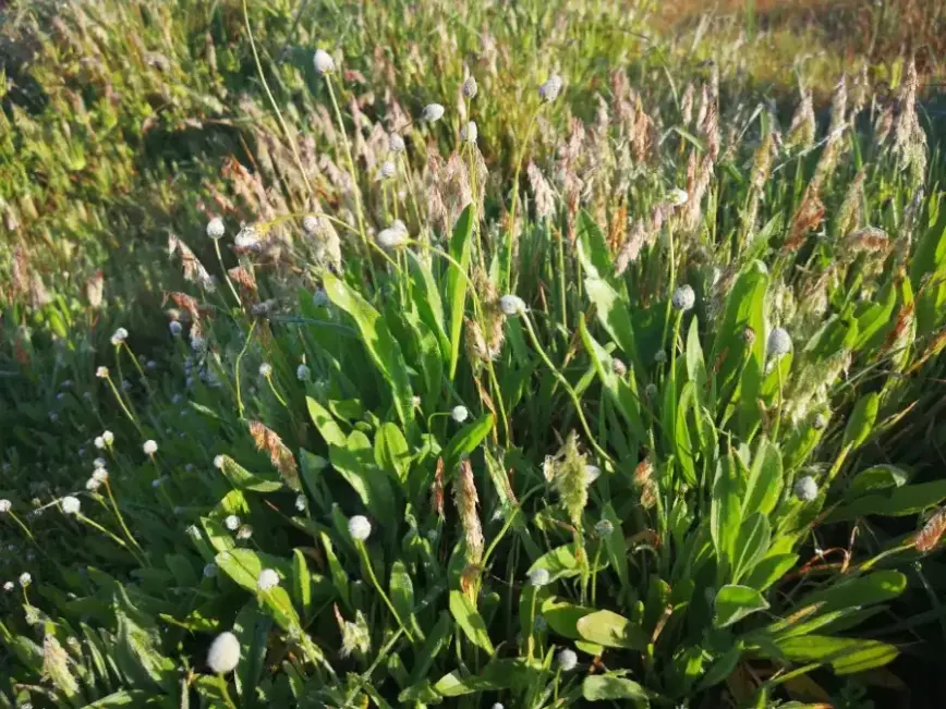 Colonia de ejemplares florecidos de Llantén Menor (Plantago Lanceolata)