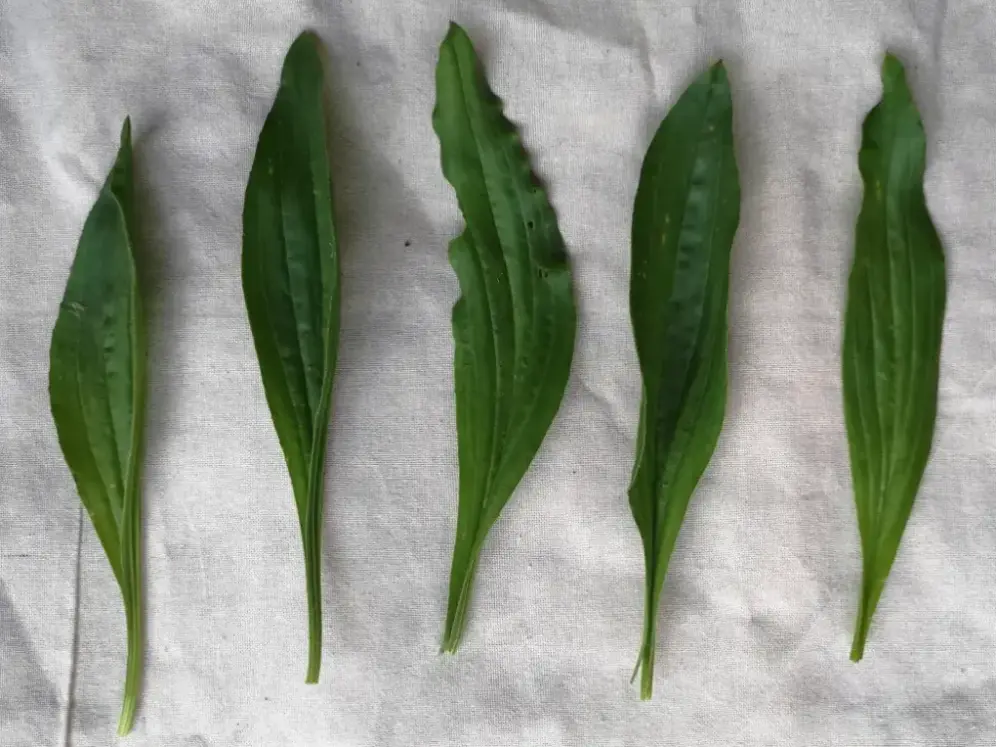 cinco hojas de Llantén menor (Plantago Lanceolata) expuestas sobre una tela de lino blanca para una comparación