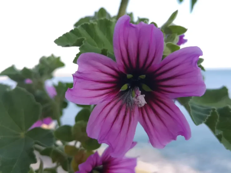Primer plano de flores de malva arbórea, con pétalos violetas y nervaduras oscuras, sobre fondo natural