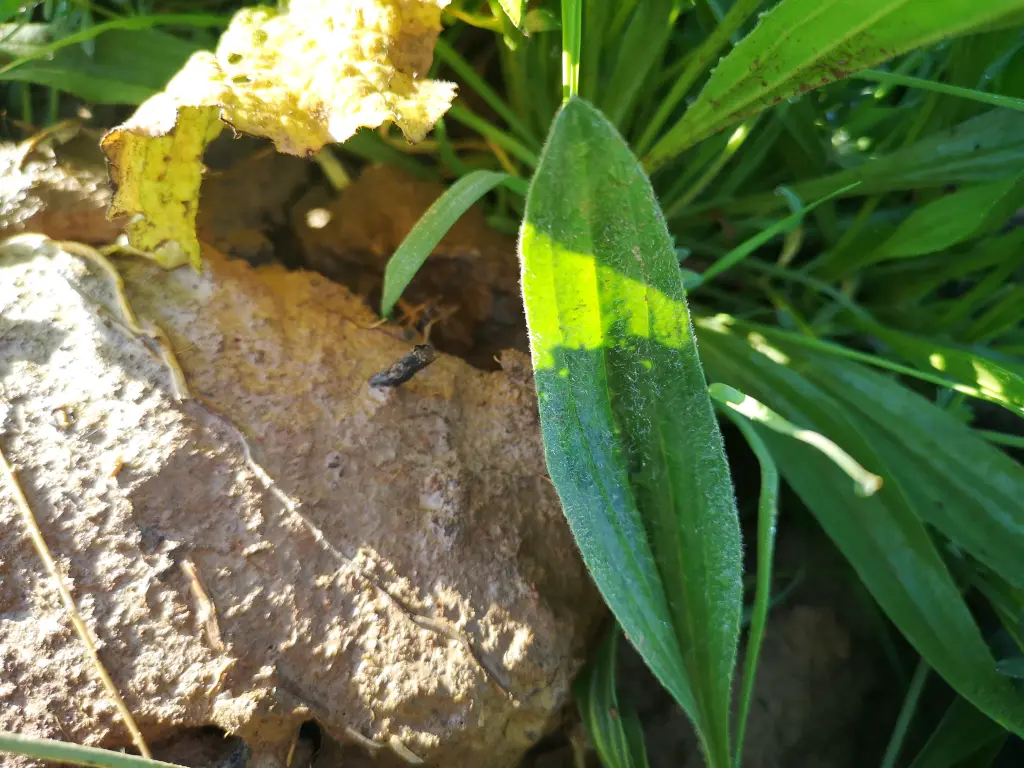 Primer plano de una hoja alargada de Llantén Menor