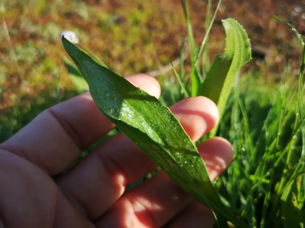 Mano sosteniendo una hoja apenas dentada de Llantén Menor