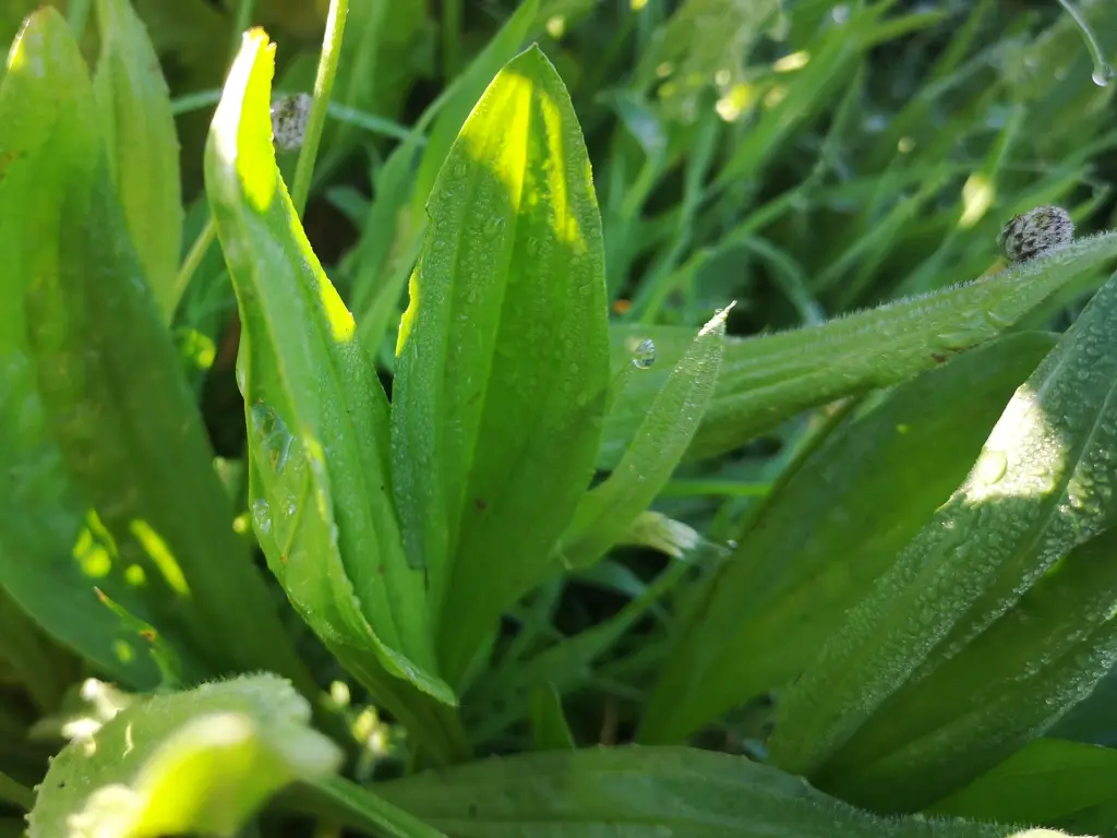 Primer plano de hojas de Llantén Menor (Plantago Lanceolata) mojadas de rocío