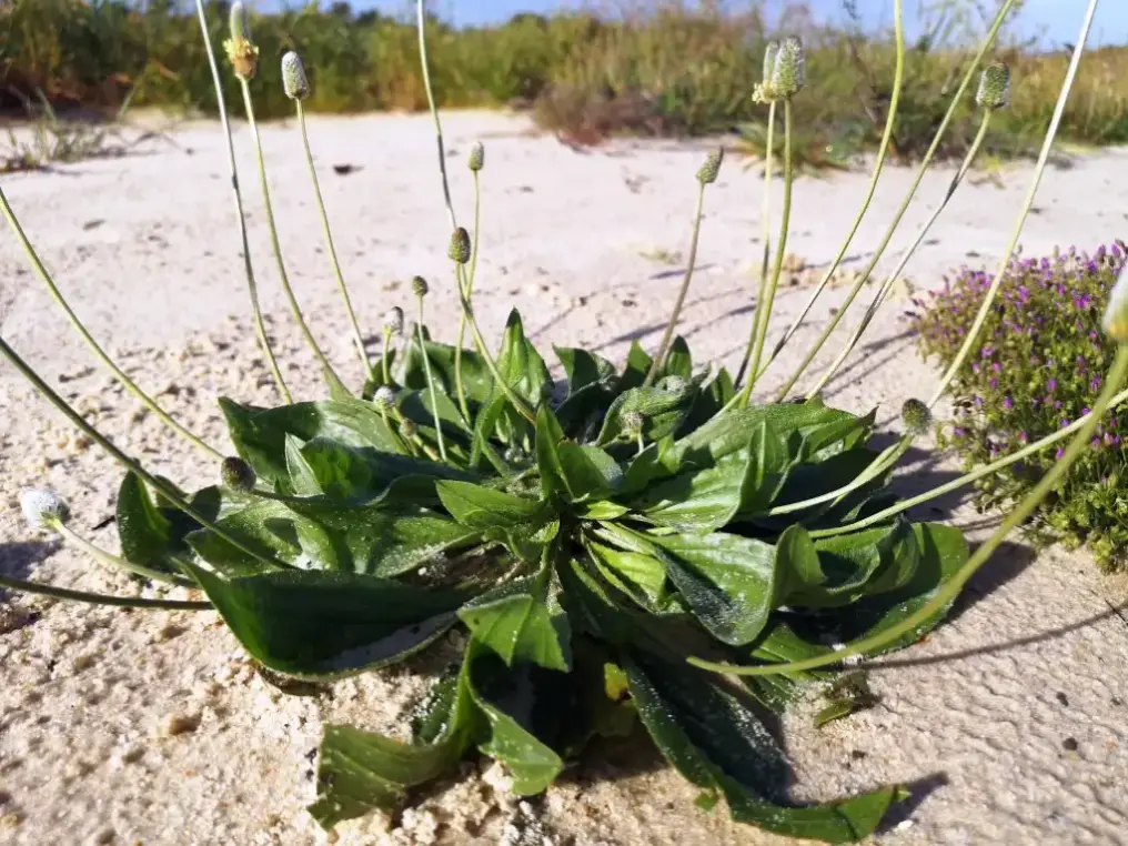 Llantén menor en flor creciendo en suelos arenosos