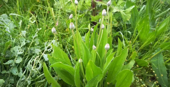 Pequeña colonia de Plantago Lanceolata en su hábitat natural