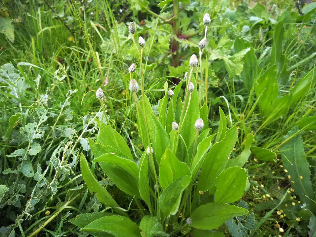 Pequeña colonia de Plantago Lanceolata en su hábitat natural