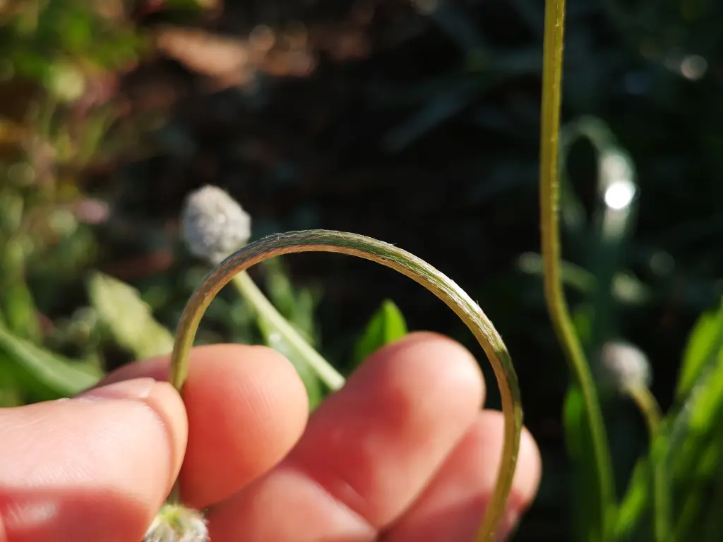 Detalle de un pedúnculo floral flexionado de un Llantén Menor (Plantago Lanceolata)