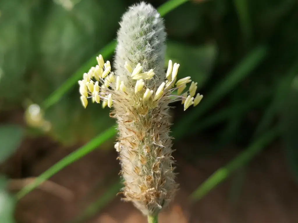 Primer plano de una espiga madura, muy alargada y ya florecida de Llantén Menor (Plantago Lanceolata)