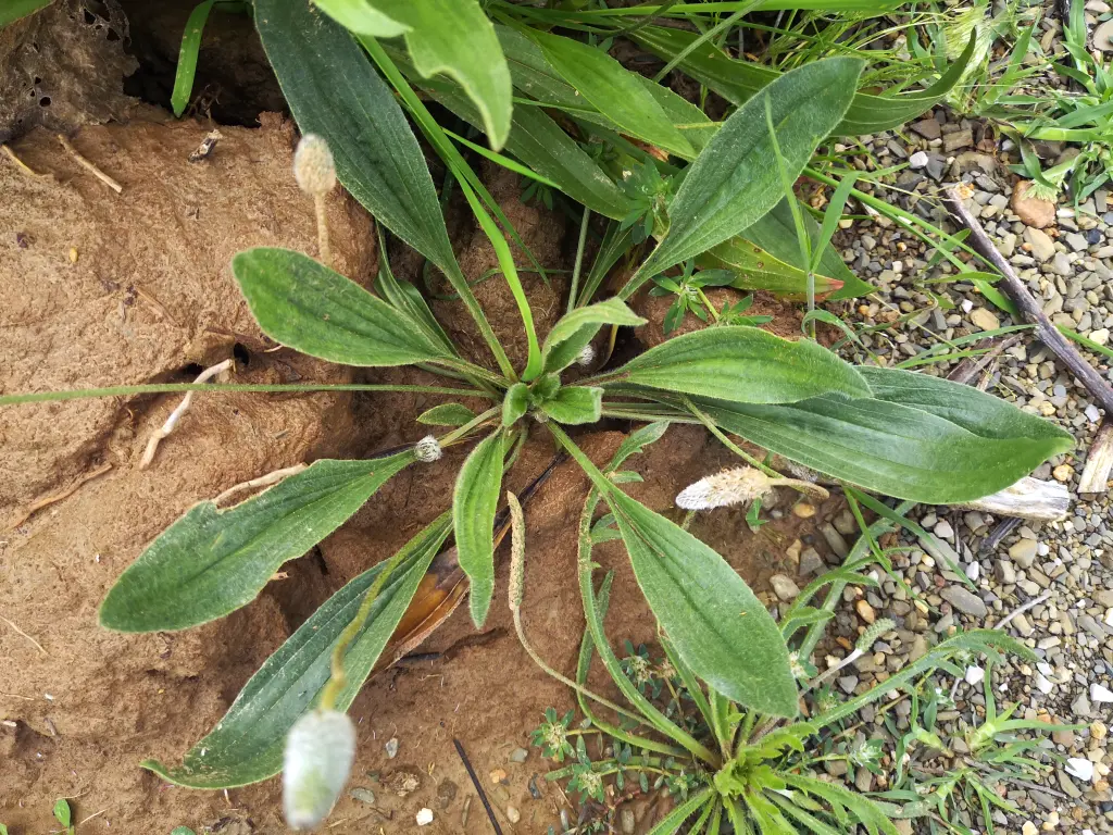 Vista zenital de un joven ejemplar florecido de Plantago Lanceolata