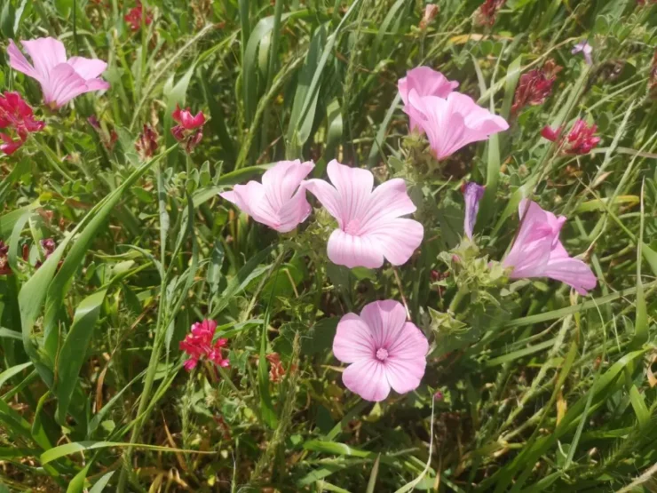 Conjunto de flores de malva moschata en floración plena, mostrando sus delicados pétalos en tonos rosados suaves.