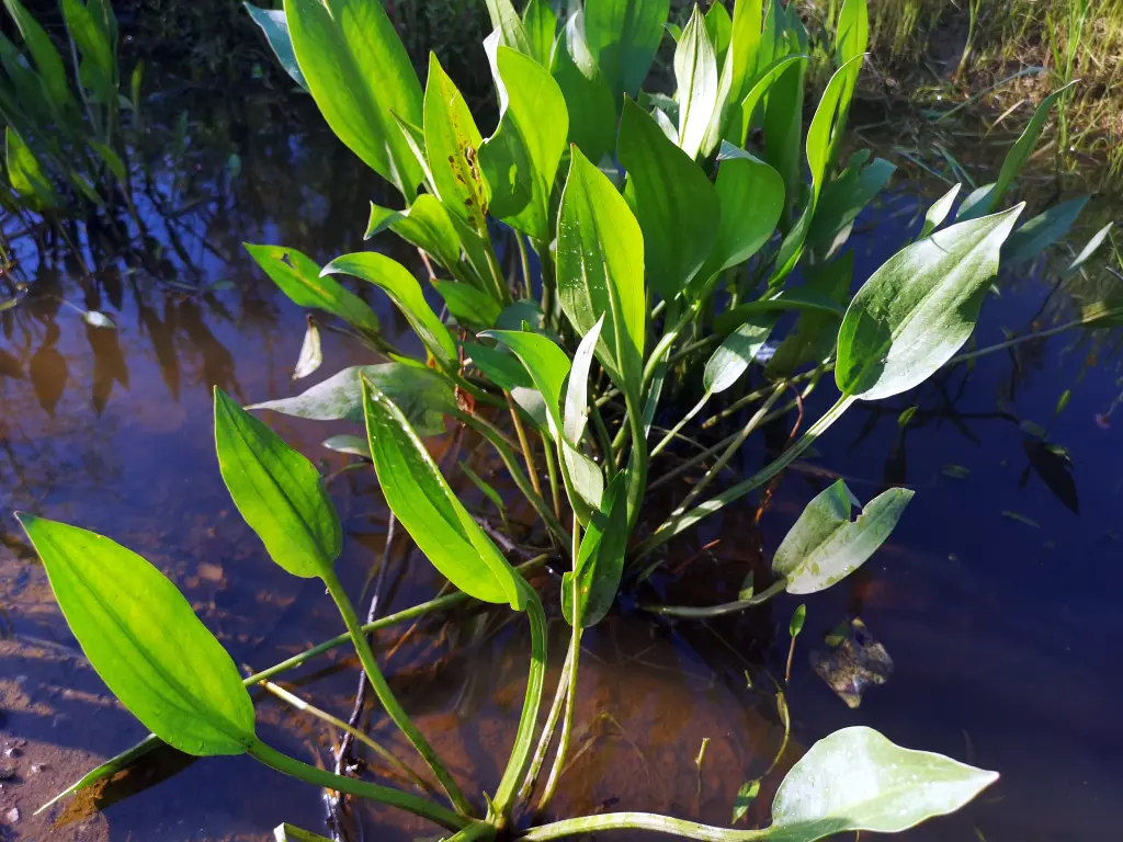 Ejemplares de Plantago Lanceolata con hojas erguidas creciendo hacia arriba