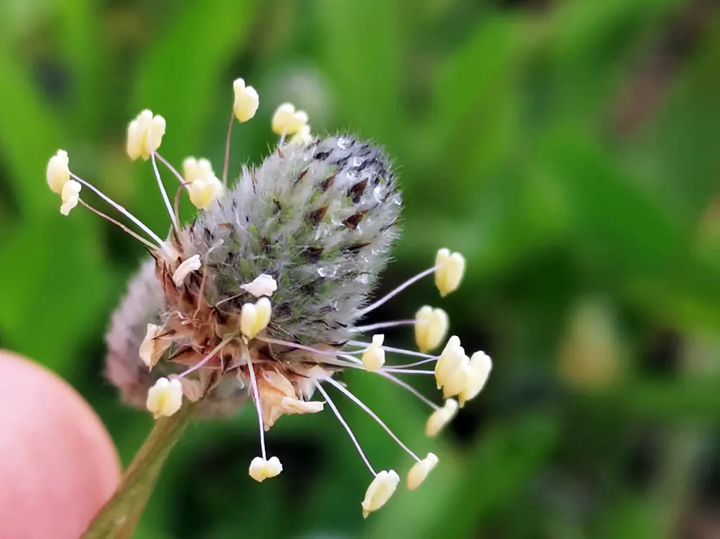 Detalle de una joven espiga florecida de llantén menor (Plantago Lanceolata)