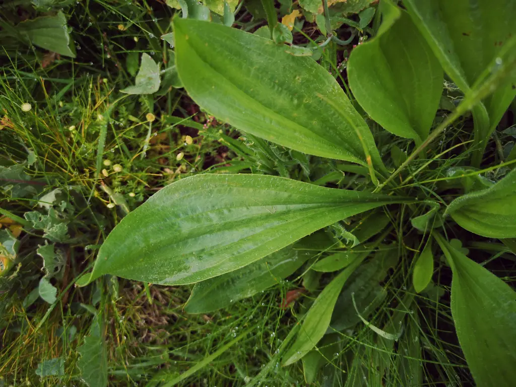 Primer plano de hojas bien redondeadas de un Plantago Lanceolata