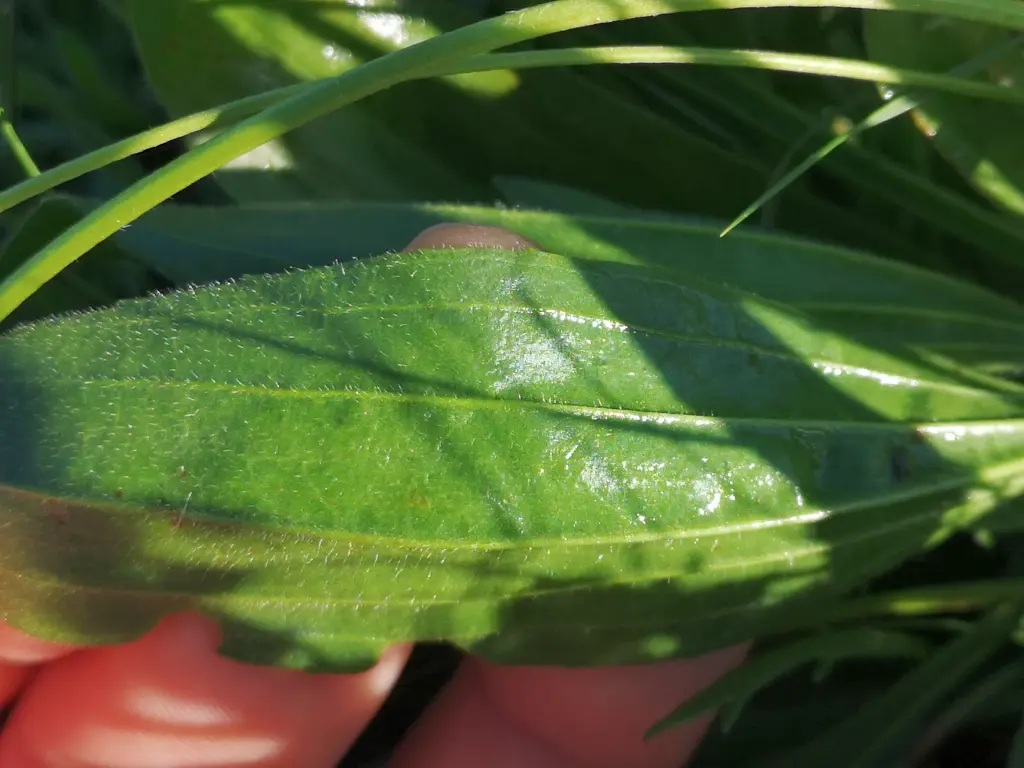 Nervios sobresalientes del revés de una hoja de Plantago Lanceolata