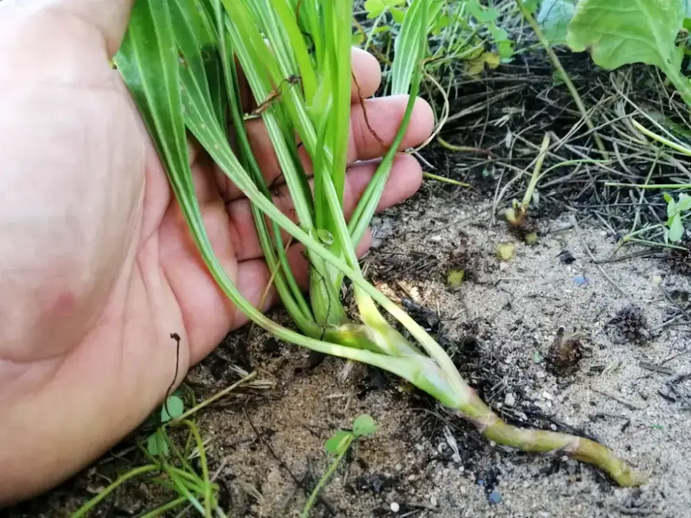 Mano sujetando un tallo alargado de Llantén Menor (Plantago Lanceolata)
