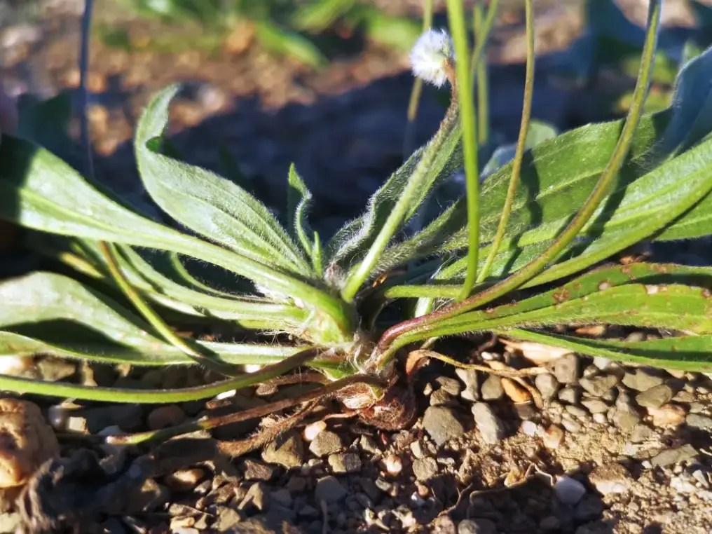 Primer plano de un corto tallo de Llantén menor creciendo verticalmente