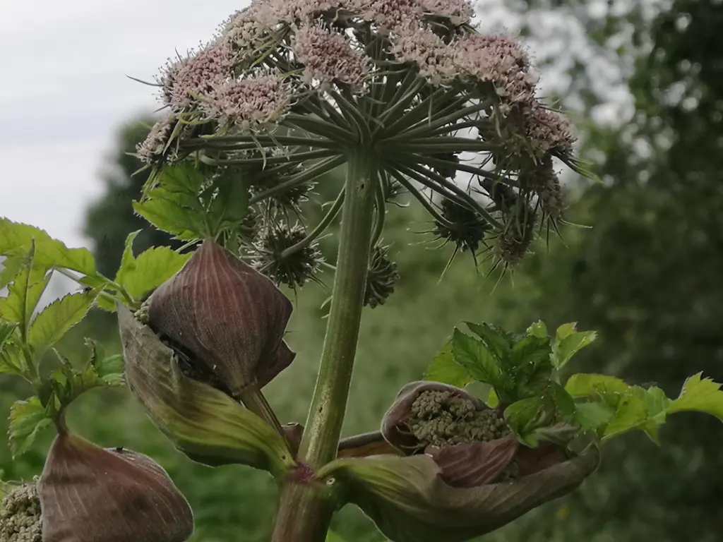 Tallo floral grueso de angelica sylvestris, de color verde oscuro con tono violetas. Se puede observar las vainas foliares