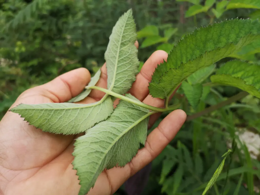 Envés de hojas de angelica sylvestris, el color es más claro por este lado y se puede observar como se marcan los nervios