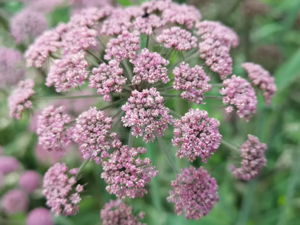 Flores en umbelas compuestas de una planta de angélica silvestre, son pequeñas y de color rosado a veces casi blanco