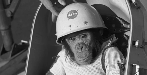 Detalle de una foto de Ham, el chimpancé que enviamos al espacio