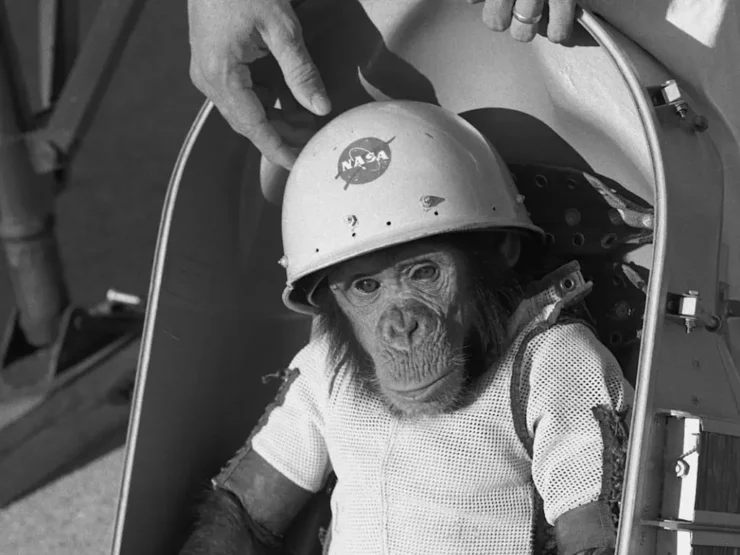 Detalle de una foto de Ham, el chimpancé que enviamos al espacio