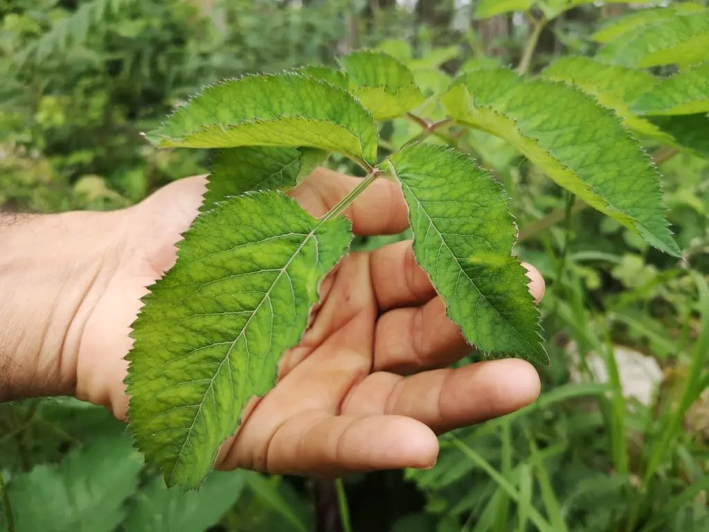 Hojas de angelica sylvestris, son de color verde intenso, grandes con los nervios bien marcados y suaves de textura