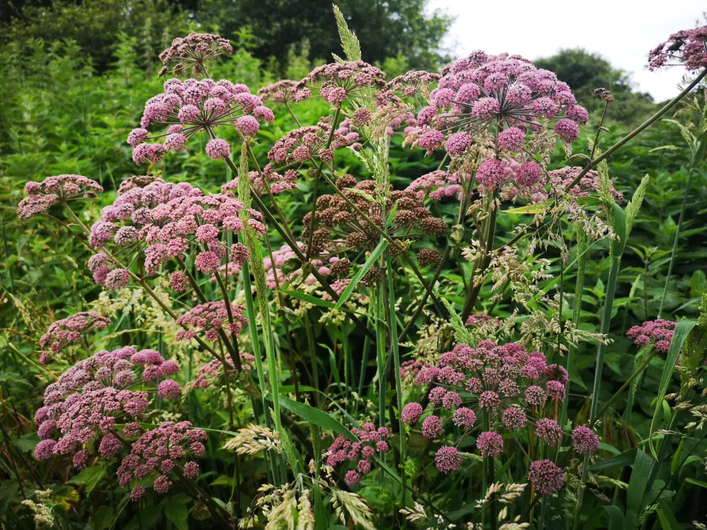 Angélica silvestre en flor rodeada por otras plantas de alto porte conformando un megaforbio, su hábitat típico