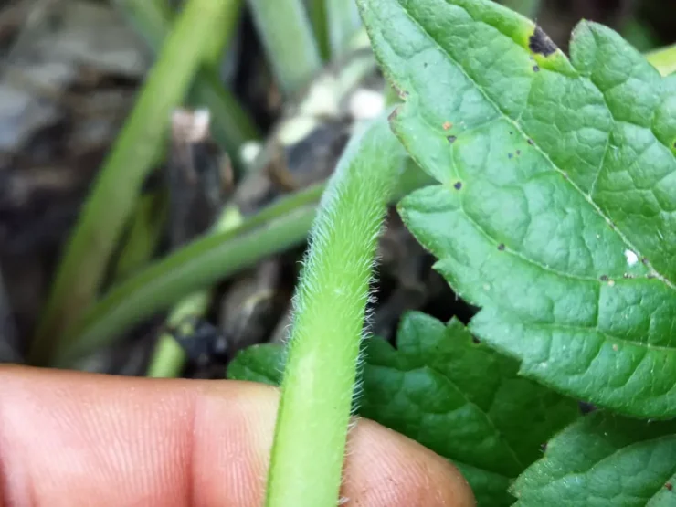Detalle de un tallo de Pentaglottis Sempervirens