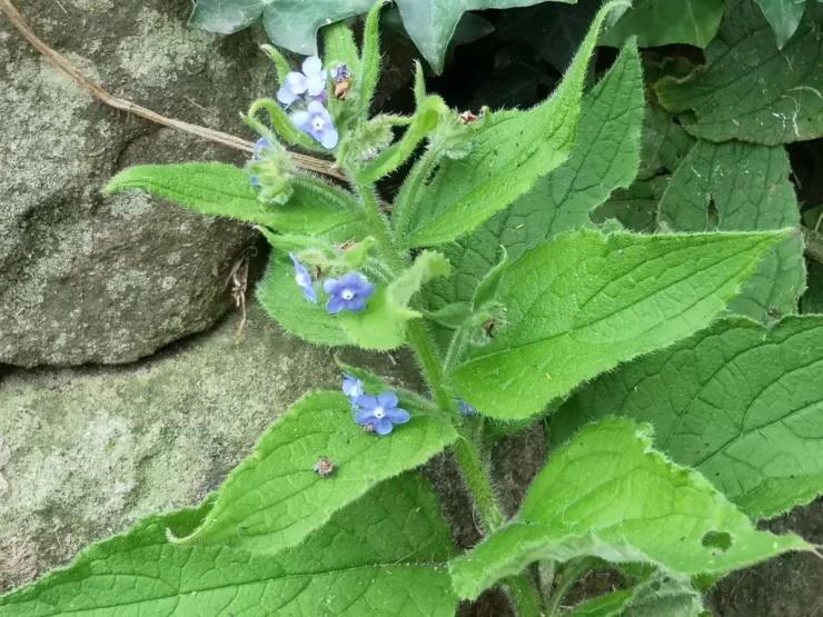 Tallo florecido de Pentaglottis Sempervirens con al fondo piedras calizas