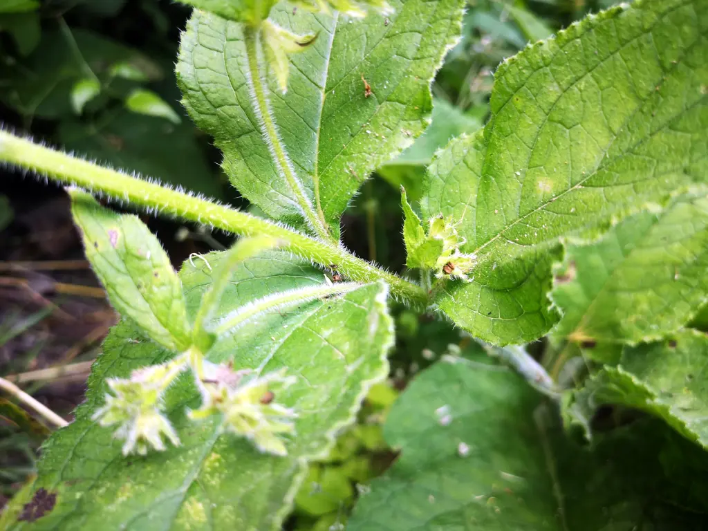 Tallo de una Pentaglottis Sempervirens con en primer plano las ramificaciones florales