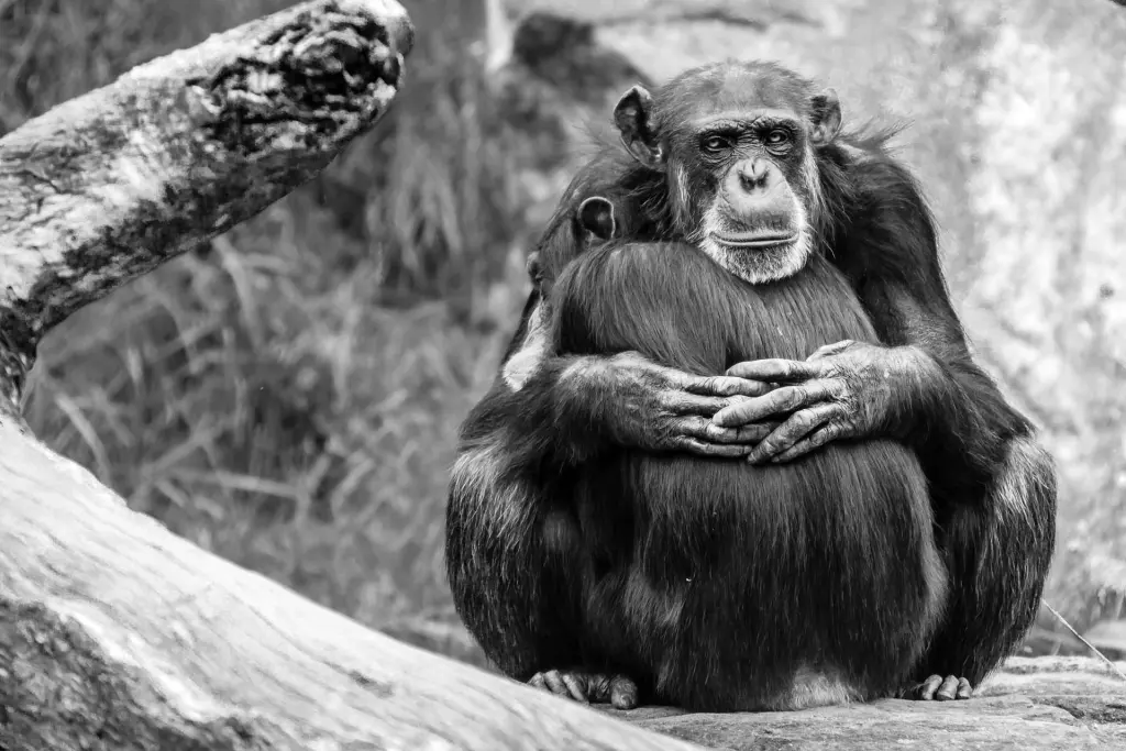 Madre chimpancé abraza su hijo