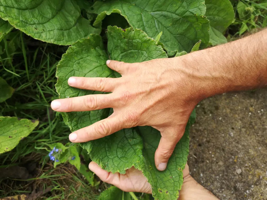 Mano extendida sobre una gran hoja de Pentaglottis sempervirens para comparar el tamaño