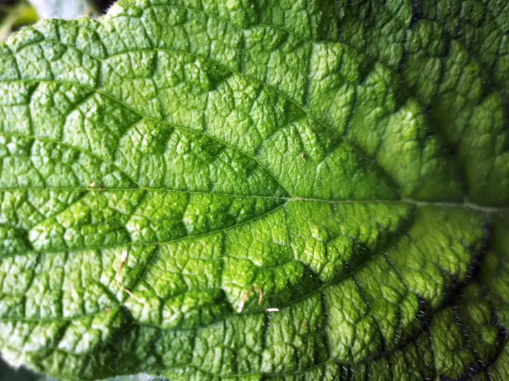 Detalle de una hoja de Pentaglottis Sempervirens. Se aprecian las profundas nervaduras del limbo