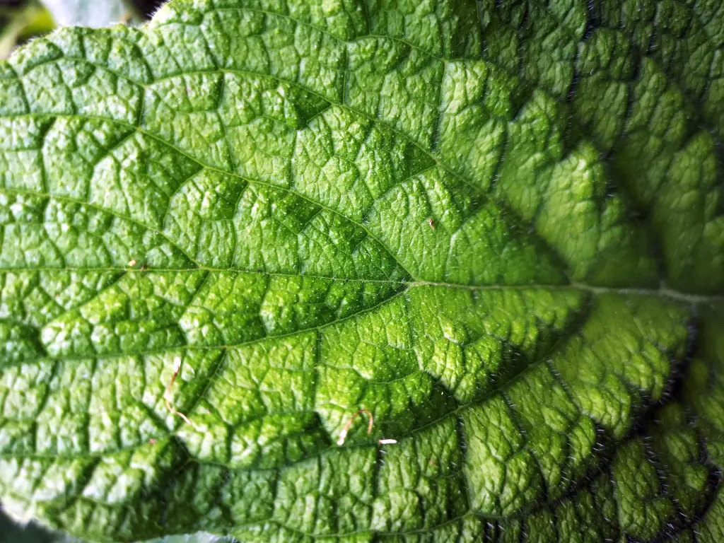 Detalle de una hoja de Pentaglottis Sempervirens. Se aprecian las profundas nervaduras del limbo