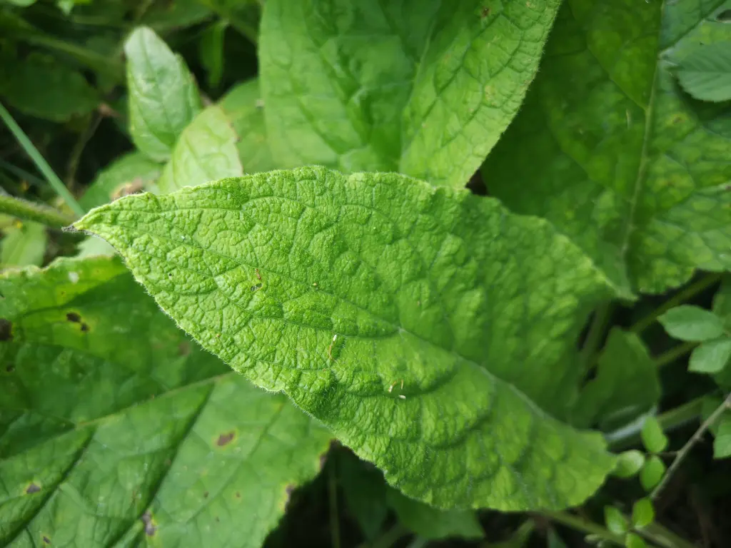 Foto de una hoja de pentaglottis sempervirens que ilustra la terminación puntiaguda del limbo de esta especie