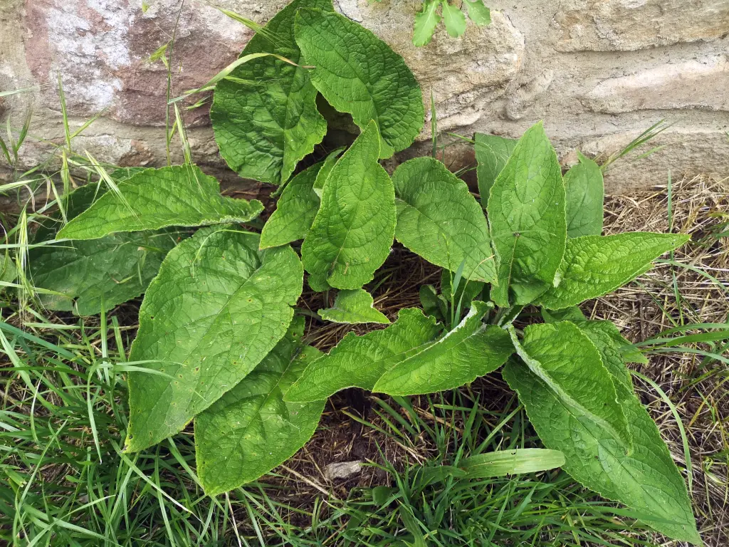 Ejemplares de Pentaglottis sempervirens al comienzo de su ciclo. Están creciendo debajo de un muro