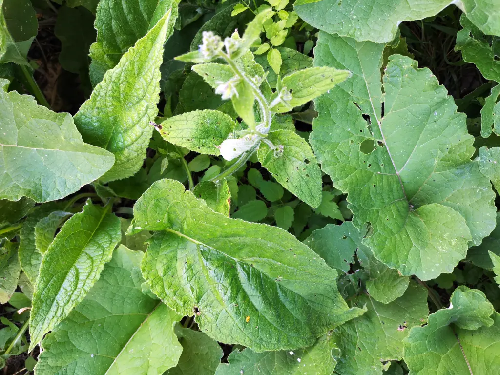 Pentaglottis sempervirens y Bardana menor creciendo juntos, una al lado de la otra