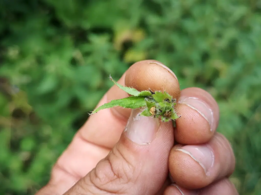 Mano sujetando unas semillas de pentaglottis sempervirens todavía en su envoltorio vegetal