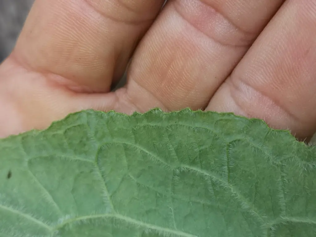 Primer plano del borde de una hoja de Pentaglottis Sempervirens